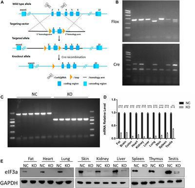 Proteomic profiling of eIF3a conditional knockout mice